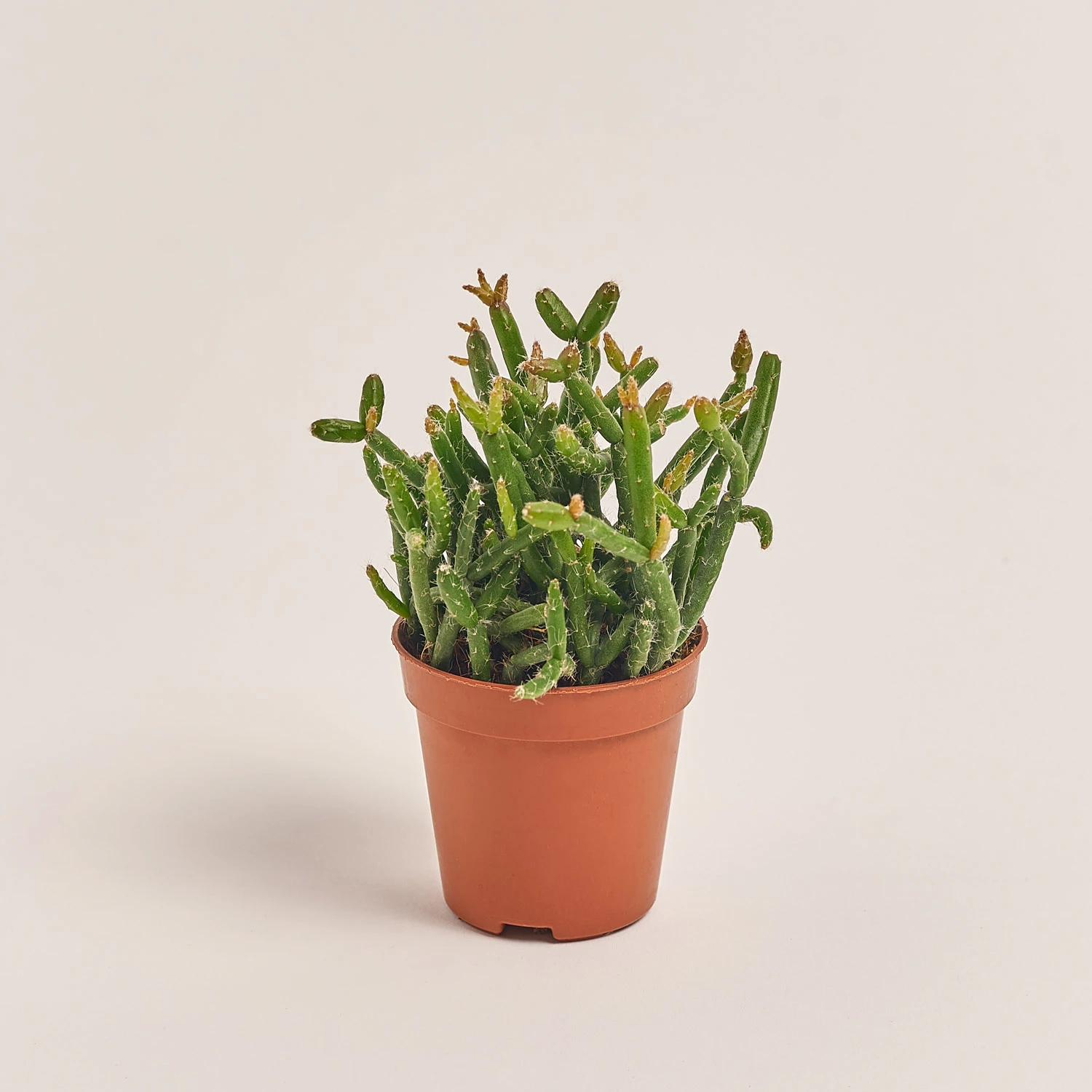 Рипсаліс Барчела, артикул: 53325 Зображення товару Рипсаліс Барчела, артикул: 53325