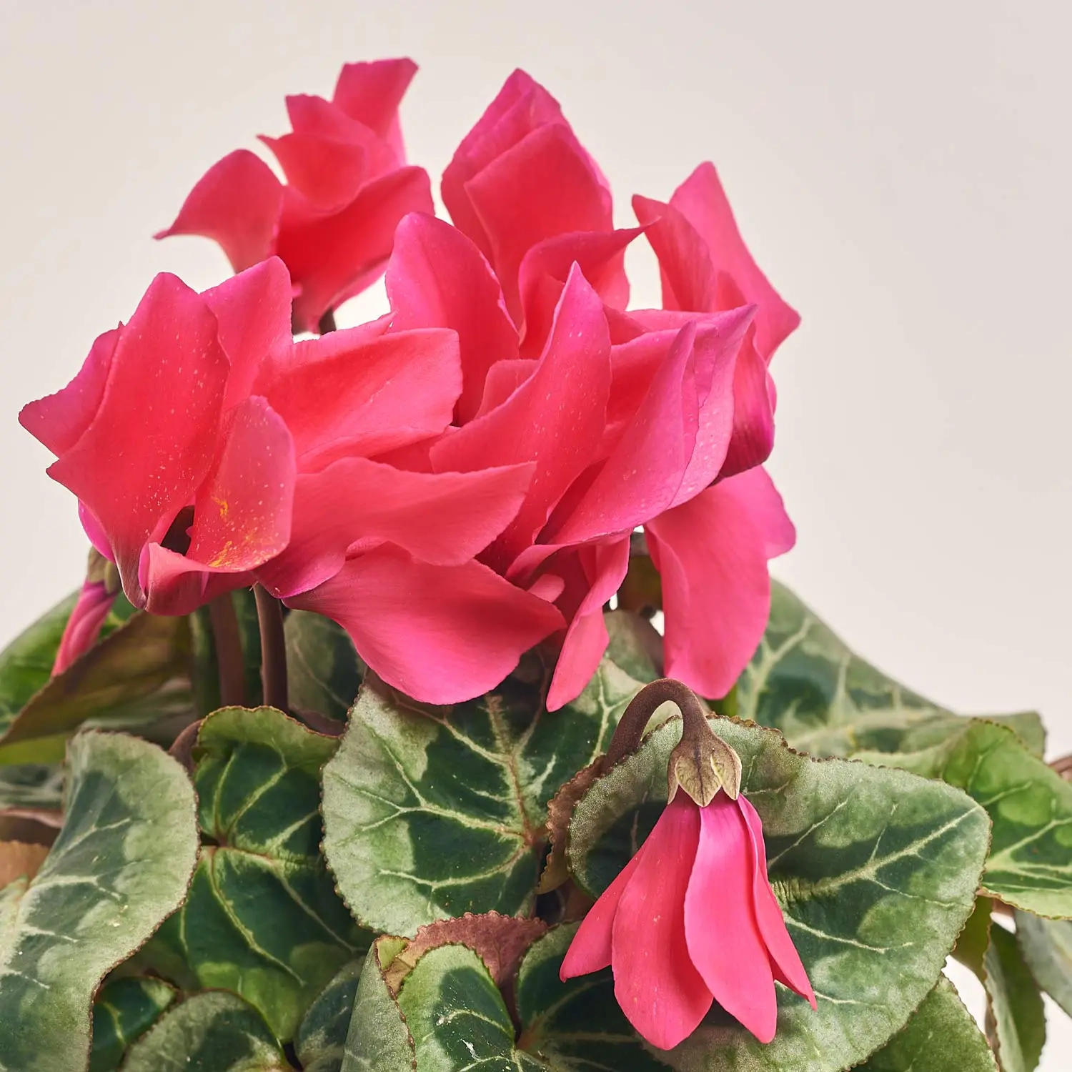 Цикламен Супер Макро, артикул: 44085 Зображення товару Цикламен Супер Макро, артикул: 44085