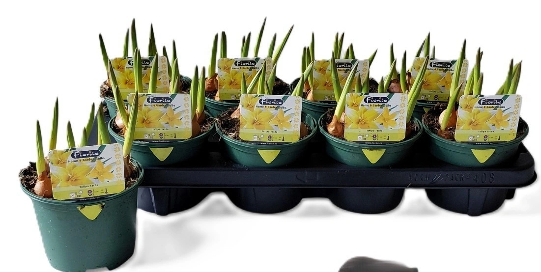 Тюльпан Тарда, артикул: 57197 Зображення товару Тюльпан Тарда, артикул: 57197