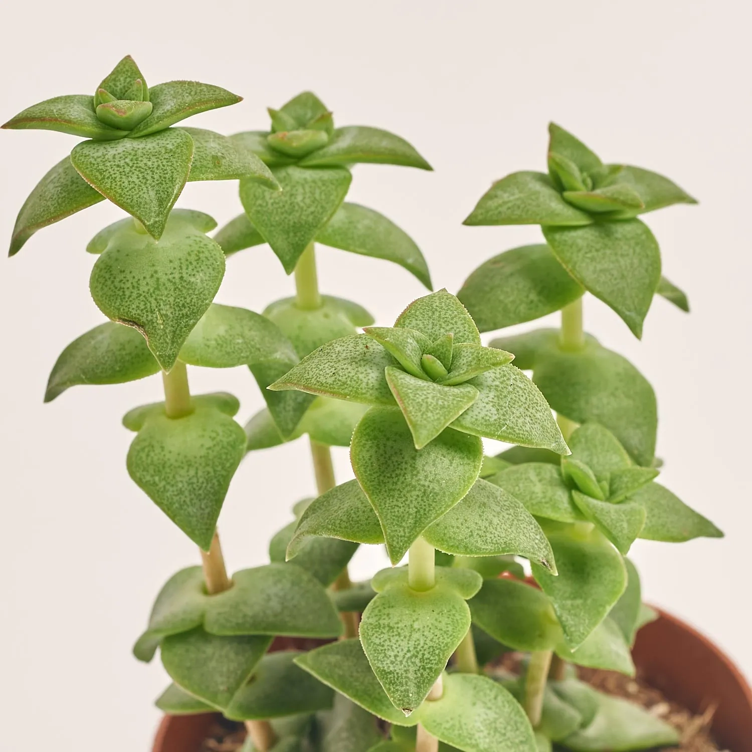 Зображення товару Сукулент мікс, артикул: 2166