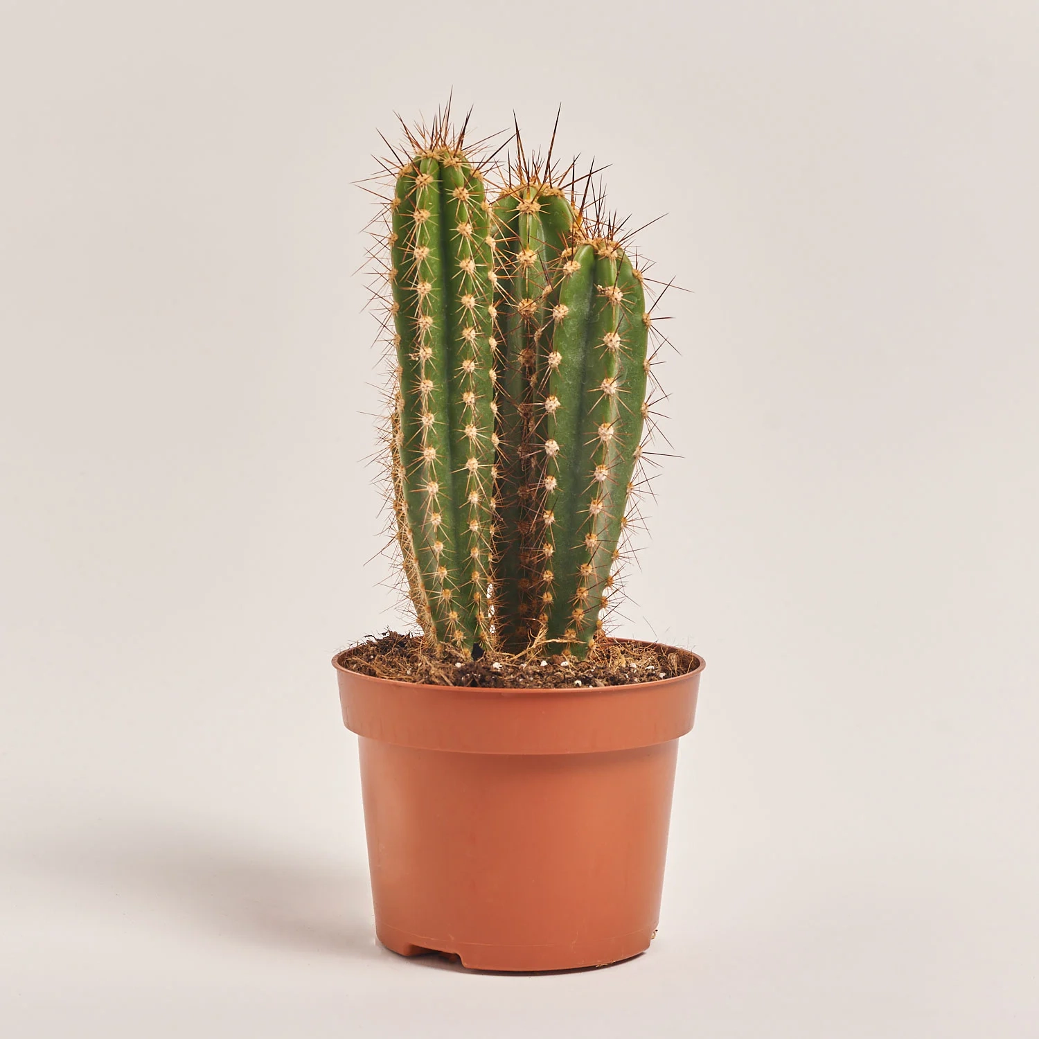 Зображення товару Кактус Бол мікс, артикул: 53324