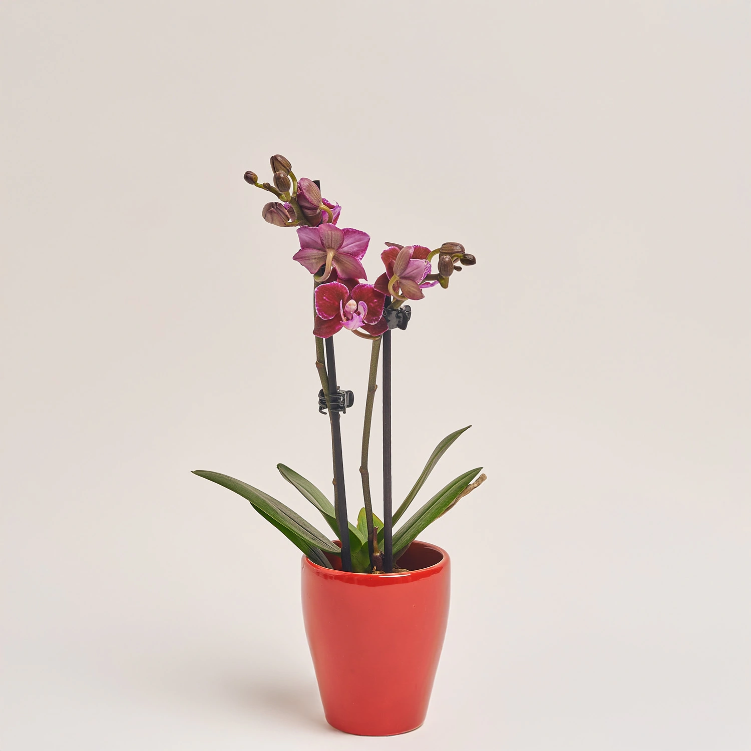 Зображення товару Фаленопсис міні в кер. 2ст., артикул: 18851