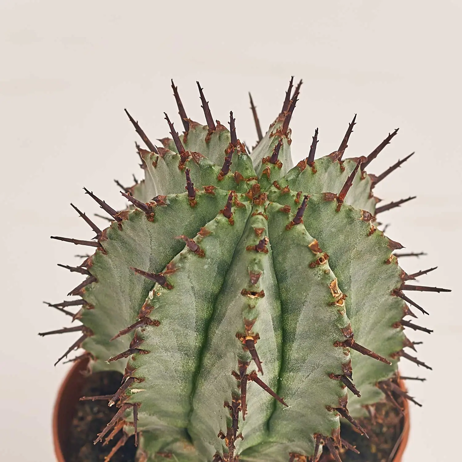 Зображення товару Кактус з квітами, артикул: 53320