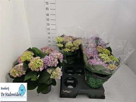 Зображення товару Гортензія бузкова 6ст., артикул: 37925