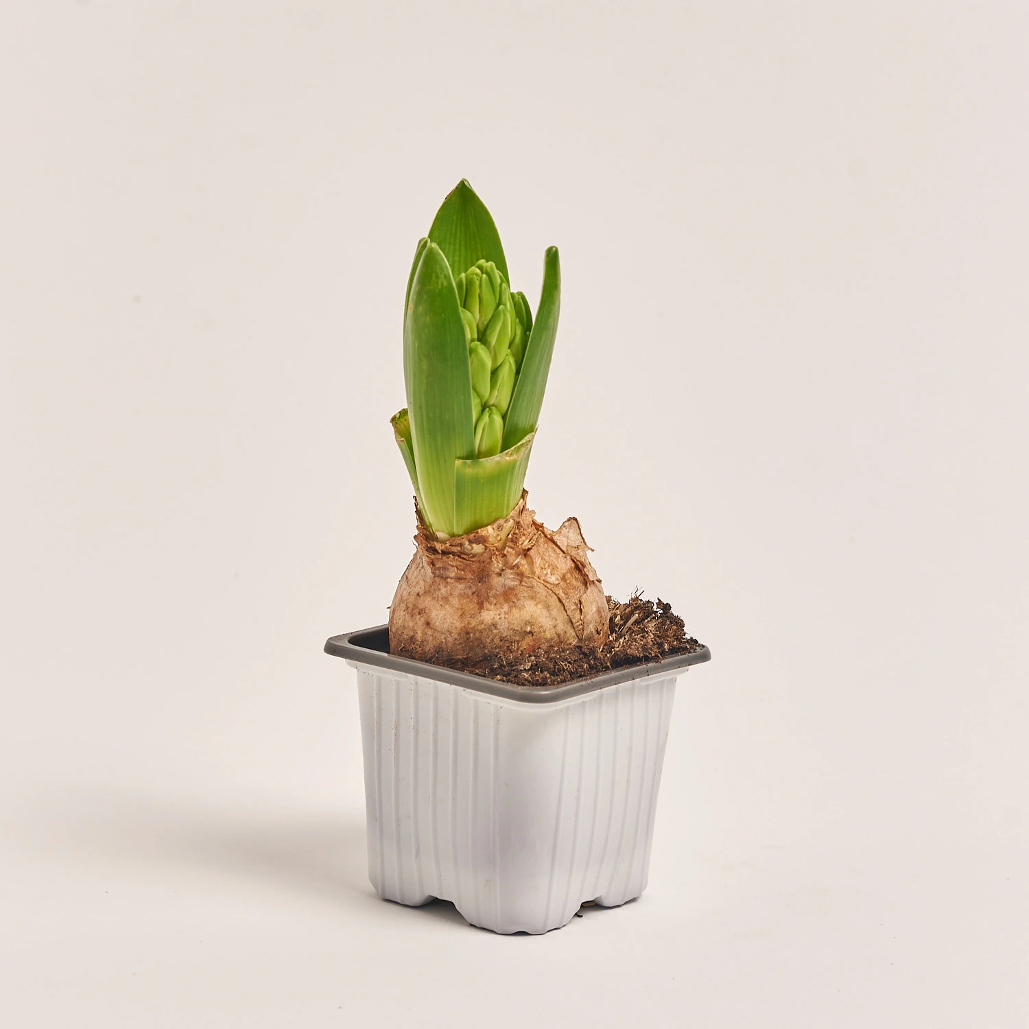 Гіацинт мікс, артикул: 55517 Зображення товару Гіацинт мікс, артикул: 55517