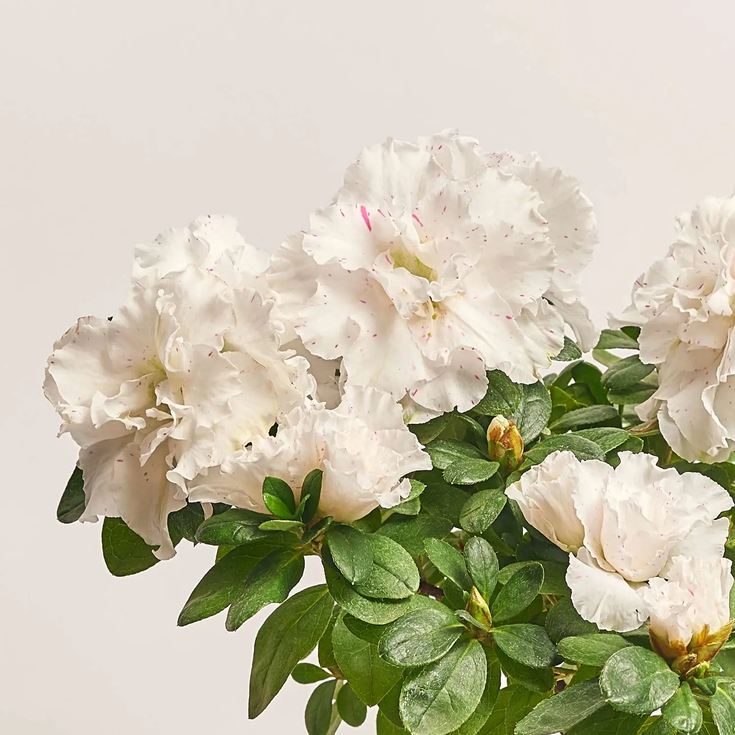 Зображення товару Азалія мікс штам., артикул: 33004