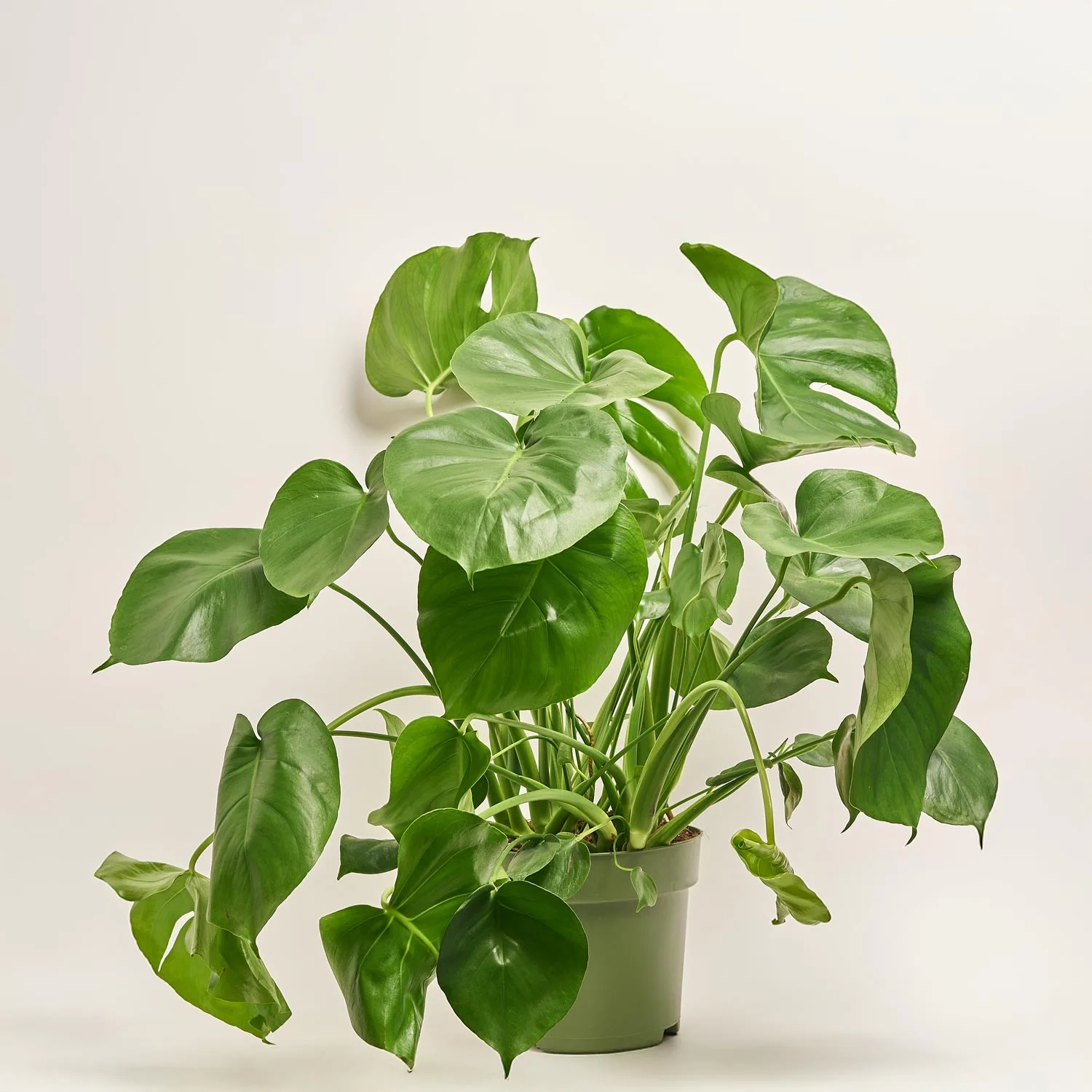 Зображення товару Монстера Деліціоза, артикул: 52595