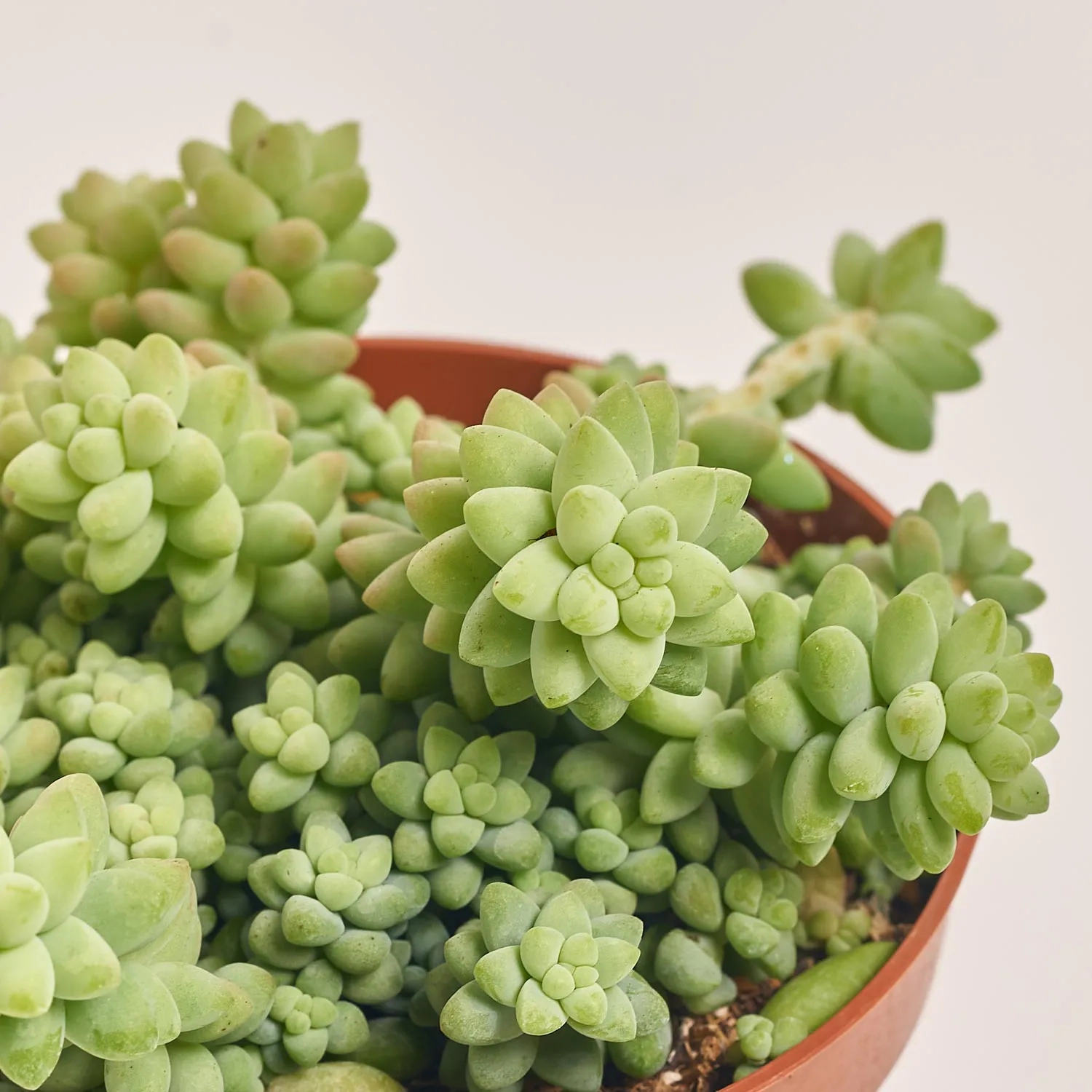 Зображення товару Сукулент мікс, артикул: 2084