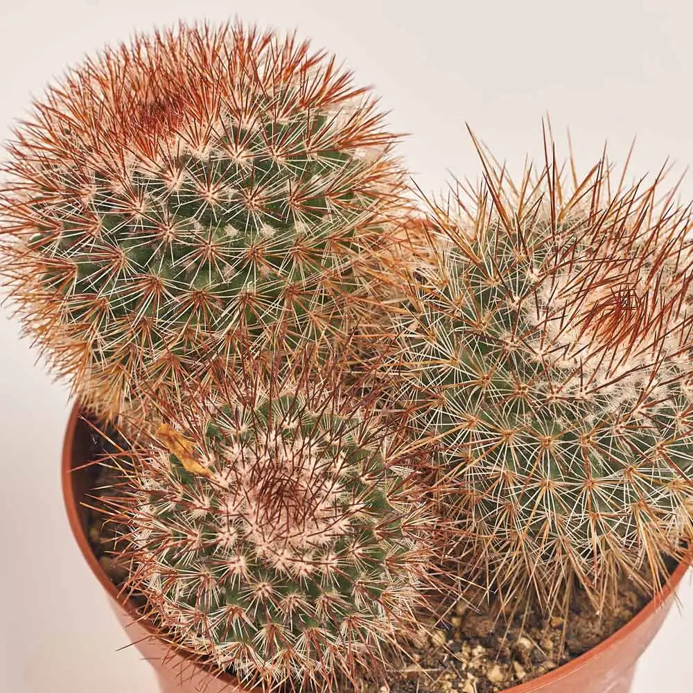 Зображення товару Кактус мікс, артикул: 46255