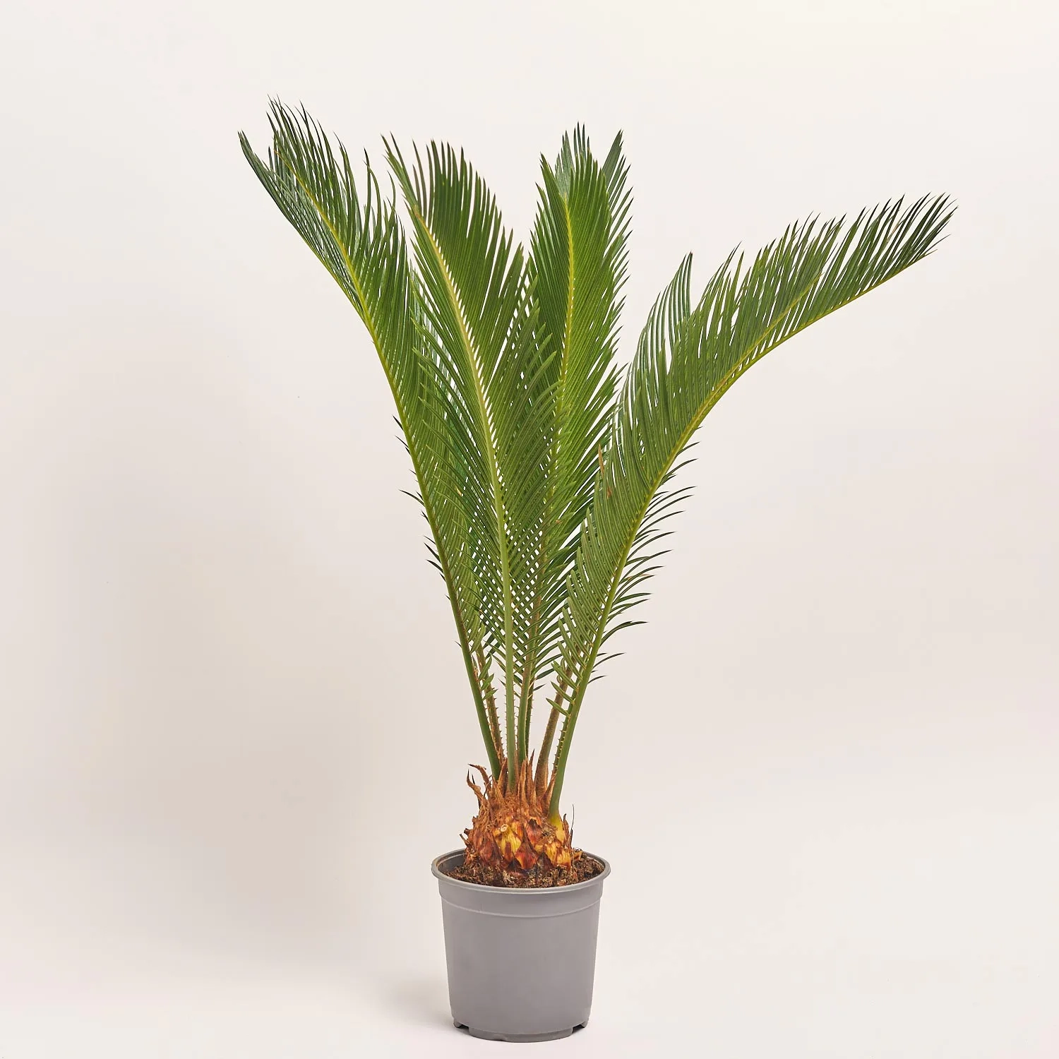 Зображення товару Цикас Революта, артикул: 55891