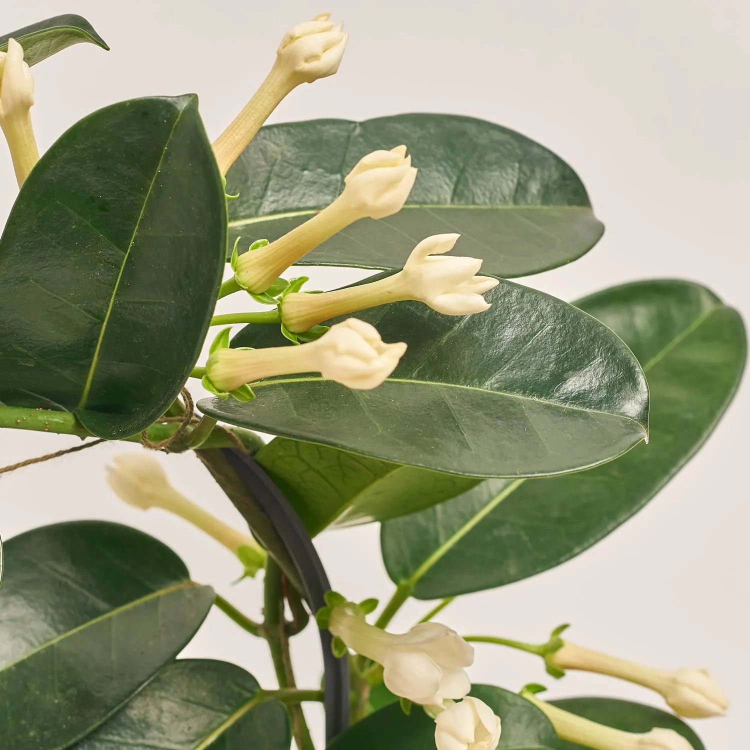 Зображення товару Стефанотіс та Кашпо Новорічне Сет 519, артикул: 54700