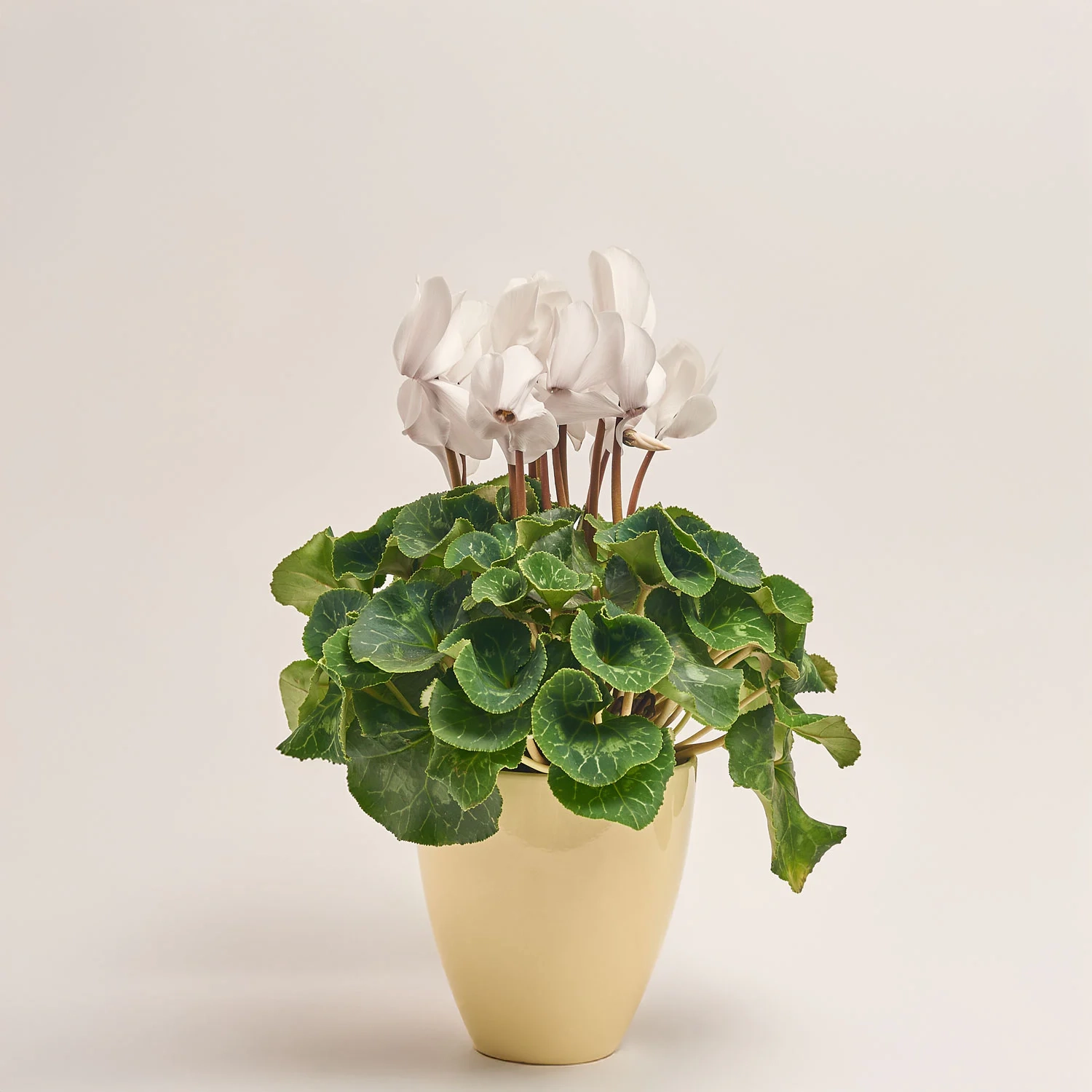 Цикламен та Кашпо Сет 221, артикул: 53342 Зображення товару Цикламен та Кашпо Сет 221, артикул: 53342