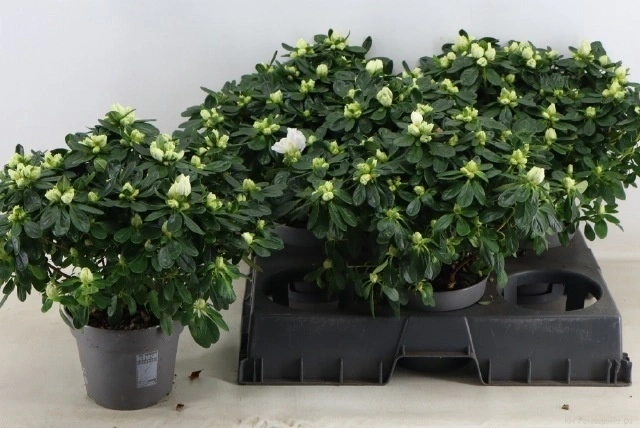 Зображення товару Азалія біла, артикул: 56898