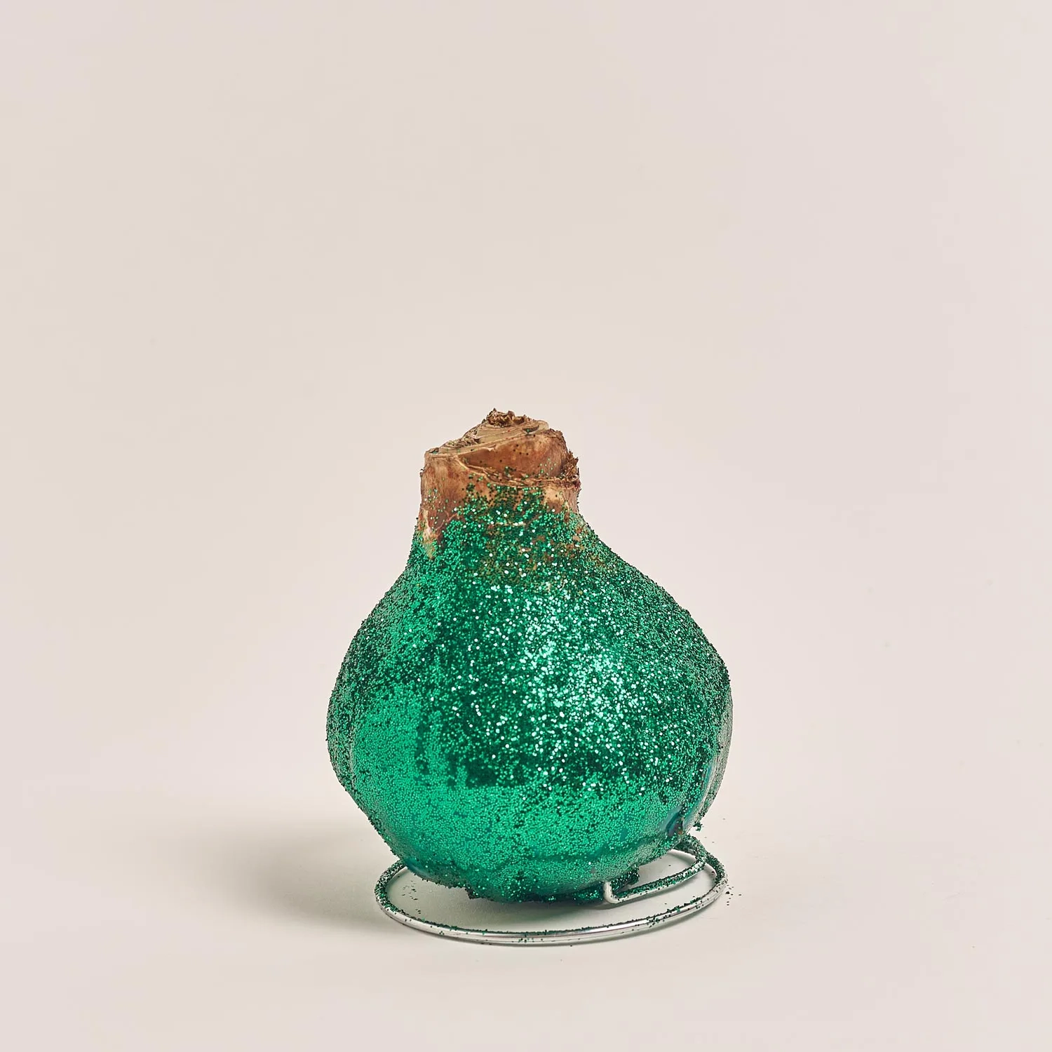 Амариліс мікс у воску гліттер, артикул: 53454 Зображення товару Амариліс мікс у воску гліттер, артикул: 53454