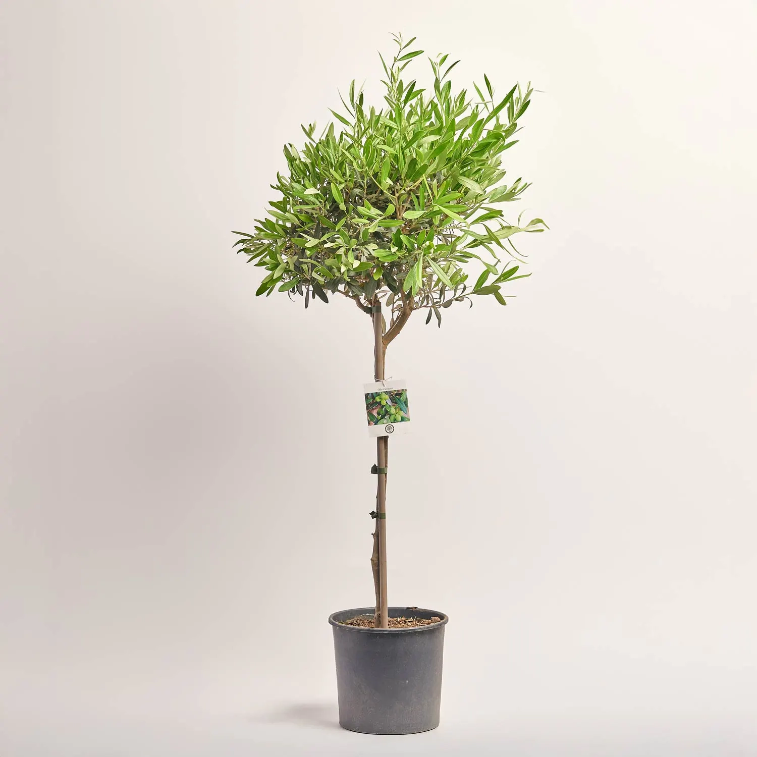 Зображення товару Оливкове дерево штамб., артикул: 56572