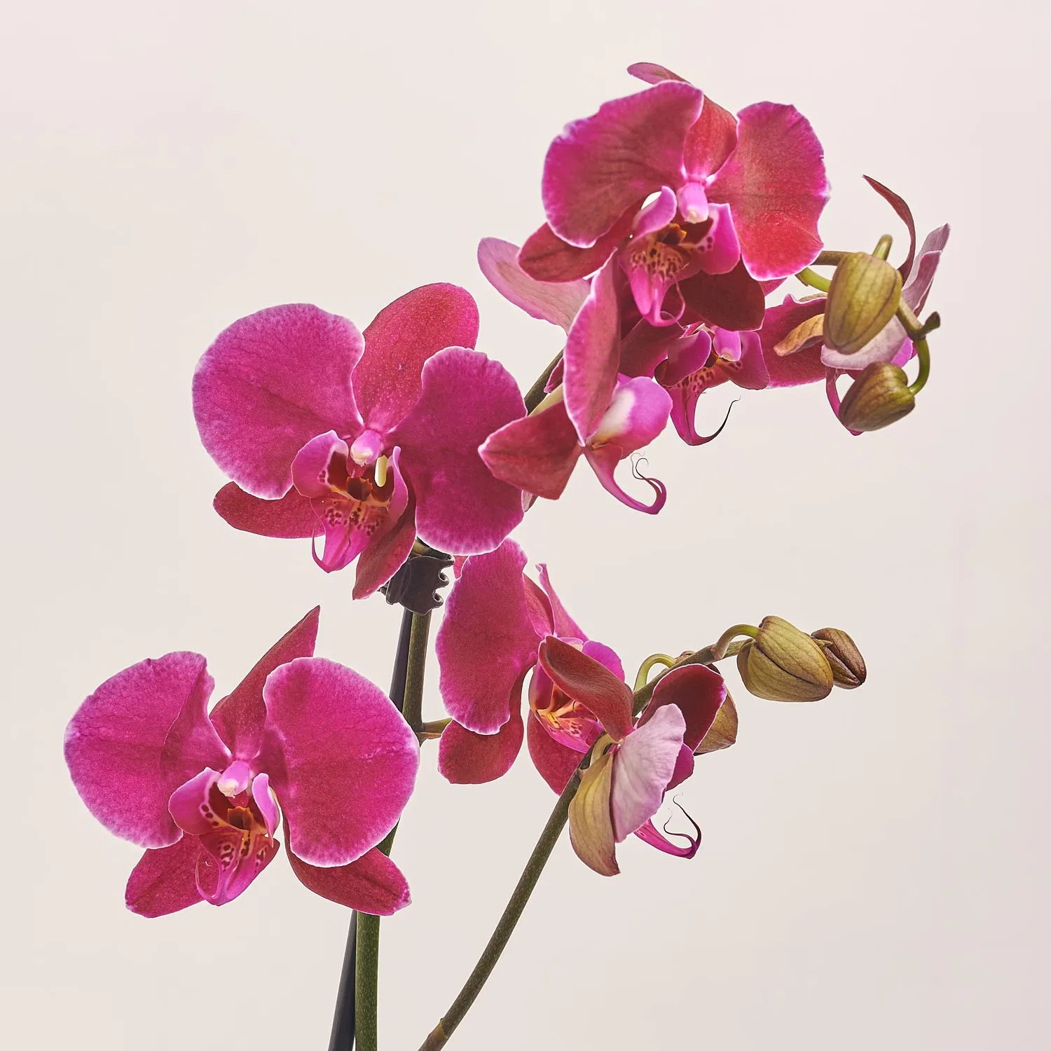 Фаленопсис 1ст. мікс, артикул: 18850 Зображення товару Фаленопсис 1ст. мікс, артикул: 18850