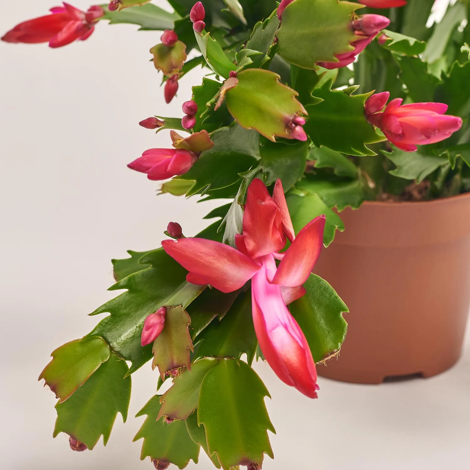 Зображення товару Шлюмбергера мікс, артикул: 41536