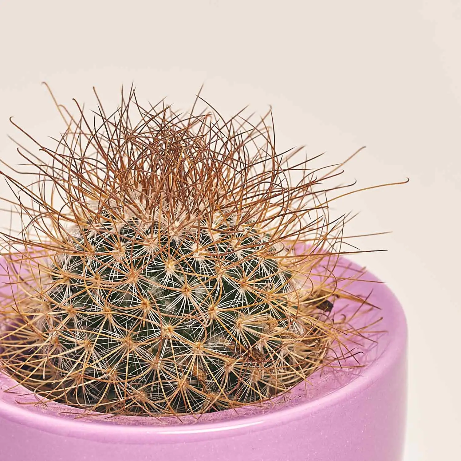 Кактус мікс в кер., артикул: 33834 Зображення товару Кактус мікс в кер., артикул: 33834