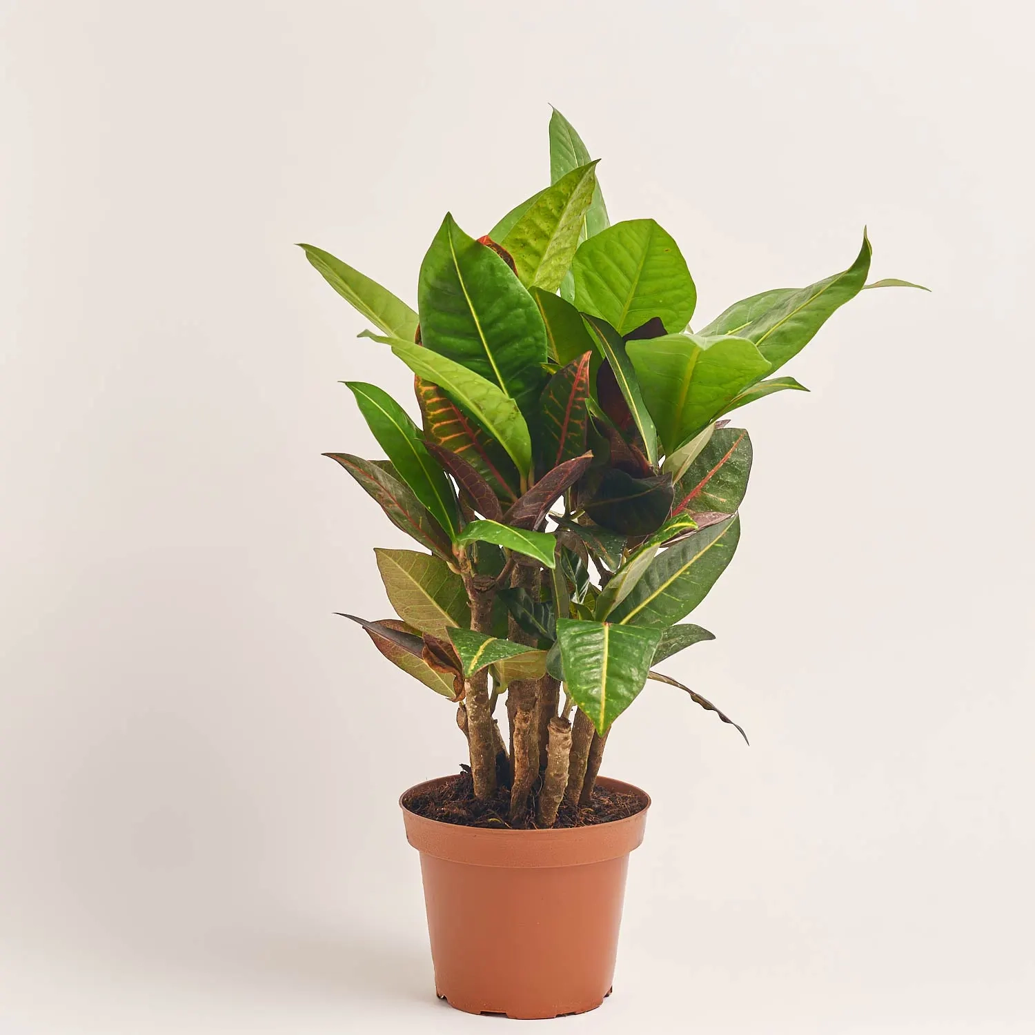 Зображення товару Кротон Петра, артикул: 56937