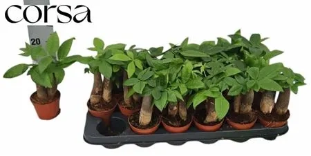 Зображення товару Пахіра Акватіка, артикул: 59298