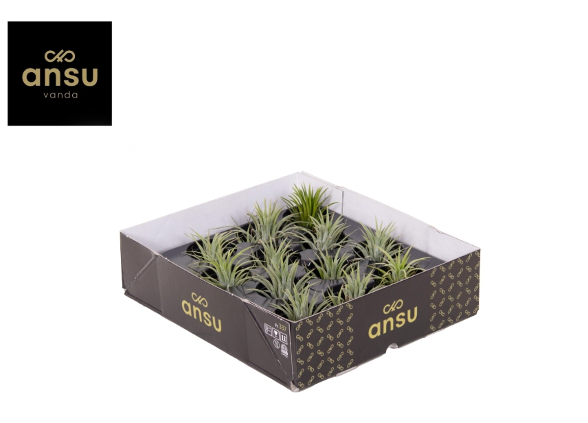 Тілландсія Іонанта Грін, артикул: 54122 Зображення товару Тілландсія Іонанта Грін, артикул: 54122