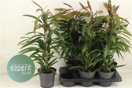 Зображення товару Фікус бін Амстел Кінг, артикул: 46824