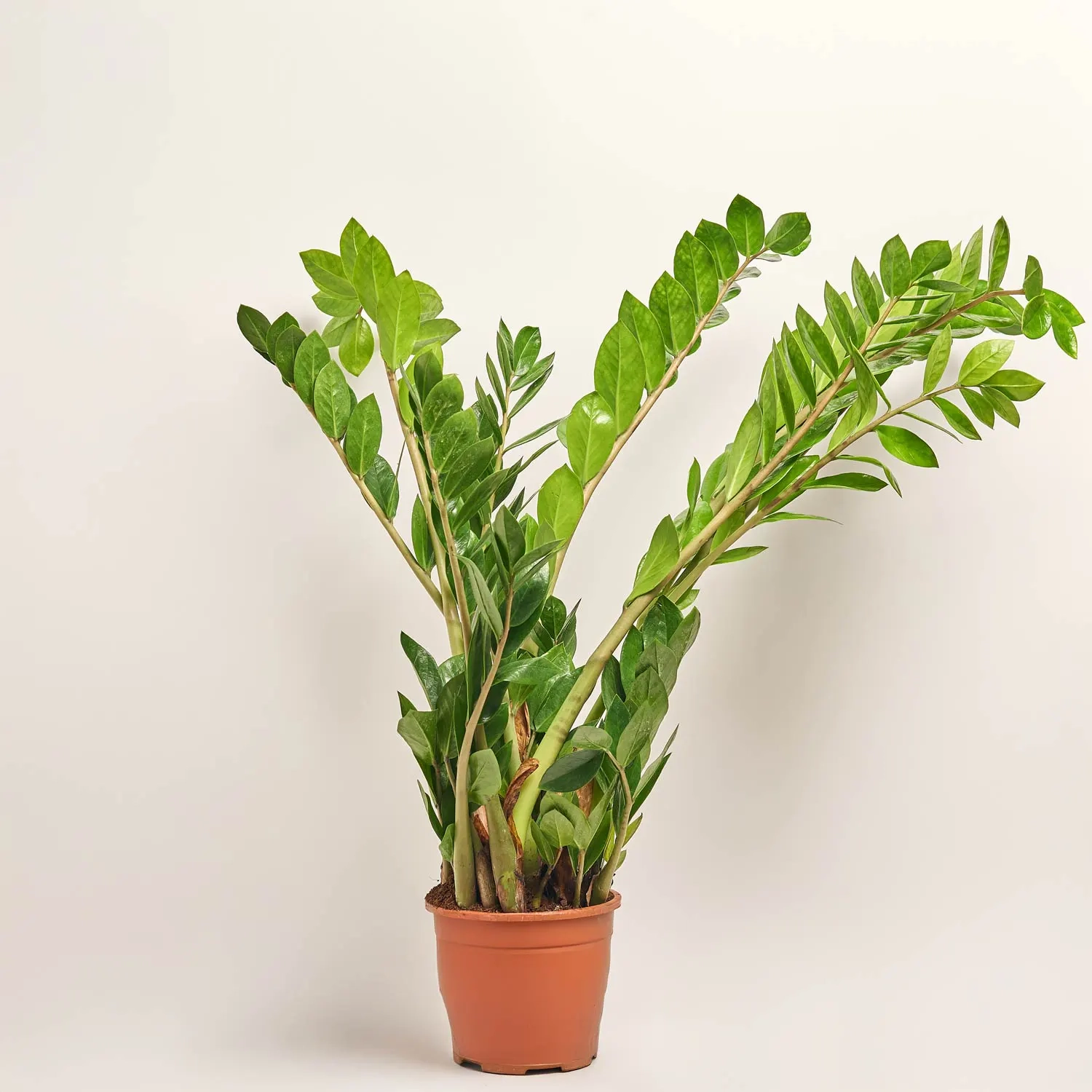 Зображення товару Заміокулькас 8ст., артикул: 51604