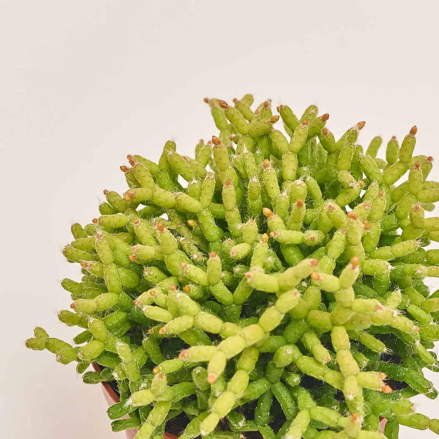 Зображення товару Рипсаліс Цереускула, артикул: 55309