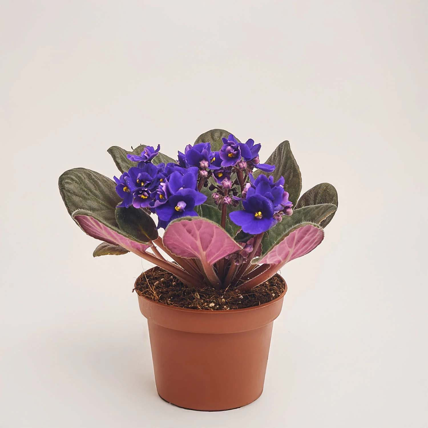 Зображення товару Сенполія мікс, артикул: 18381