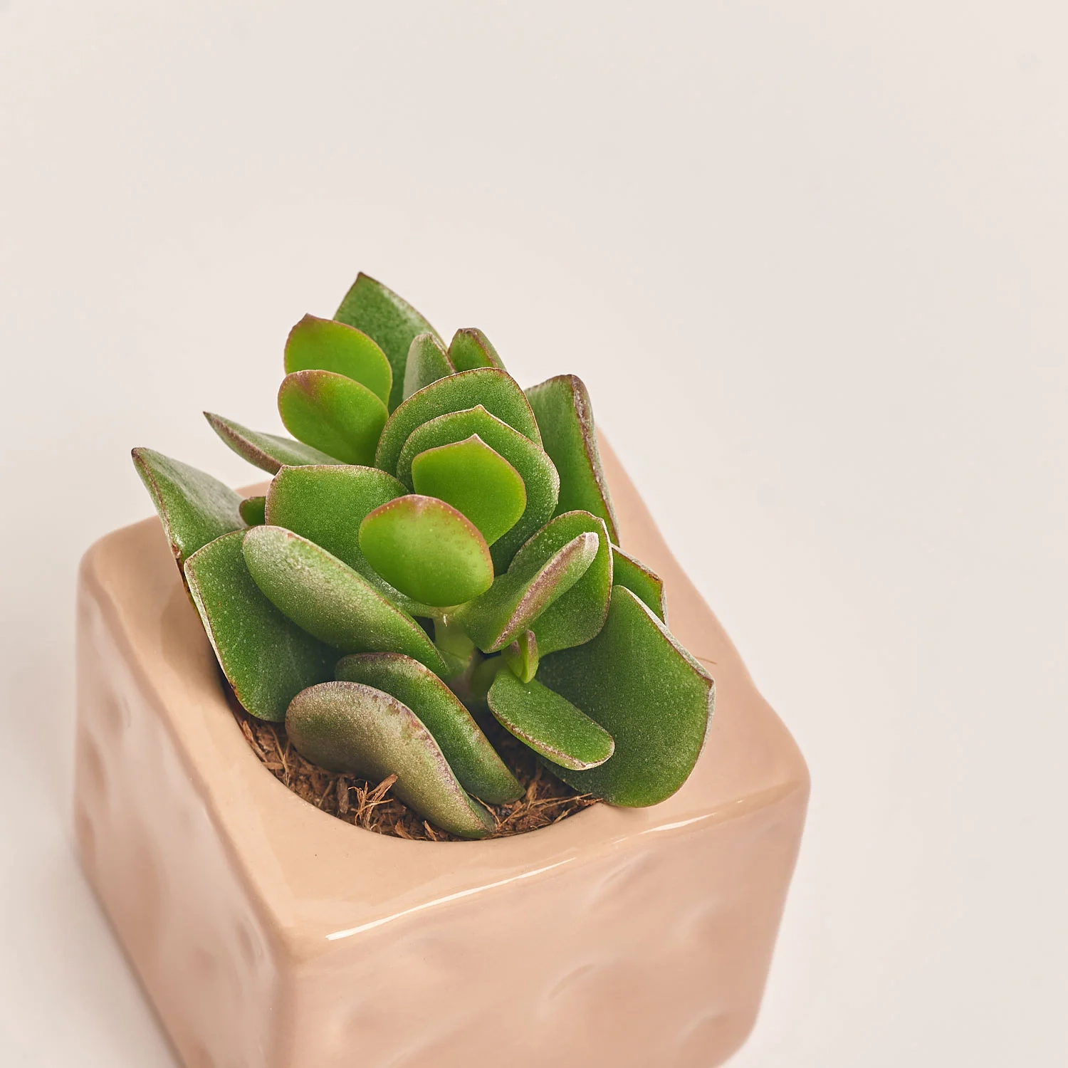 Зображення товару Сукулент мікс в кер., артикул: 22213