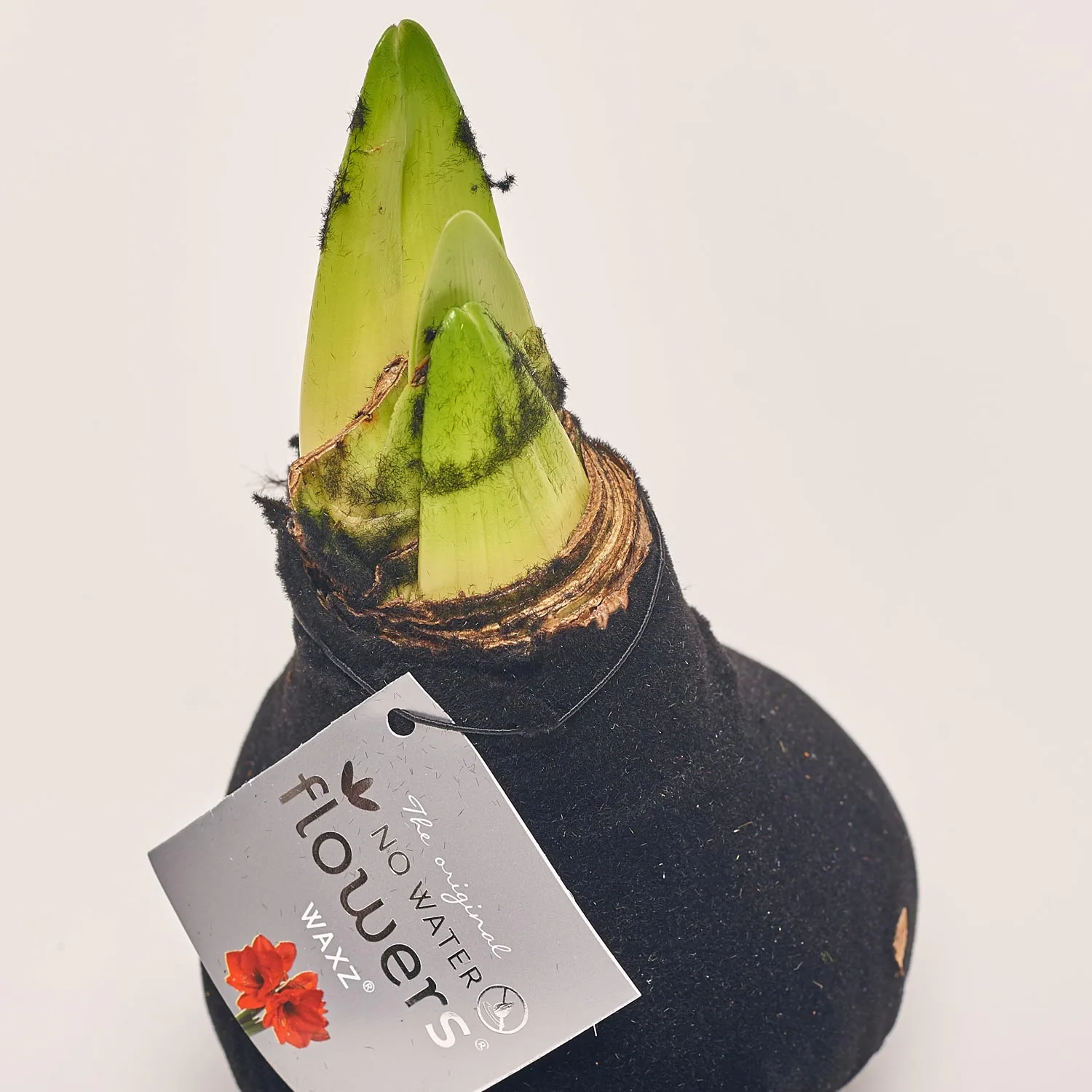 Зображення товару Амариліс "Вельвет Тач" мікс, артикул: 53628