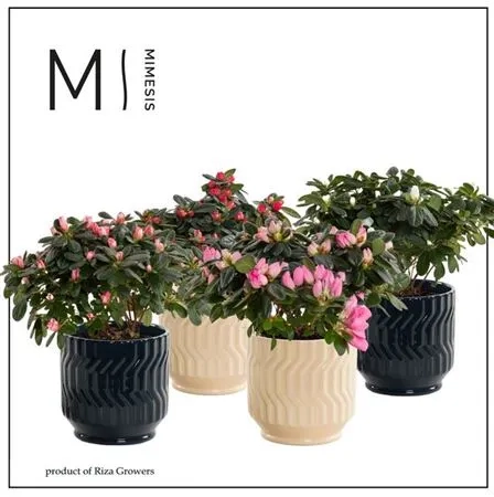 Азалія мікс в кер., артикул: 52993 Зображення товару Азалія мікс в кер., артикул: 52993