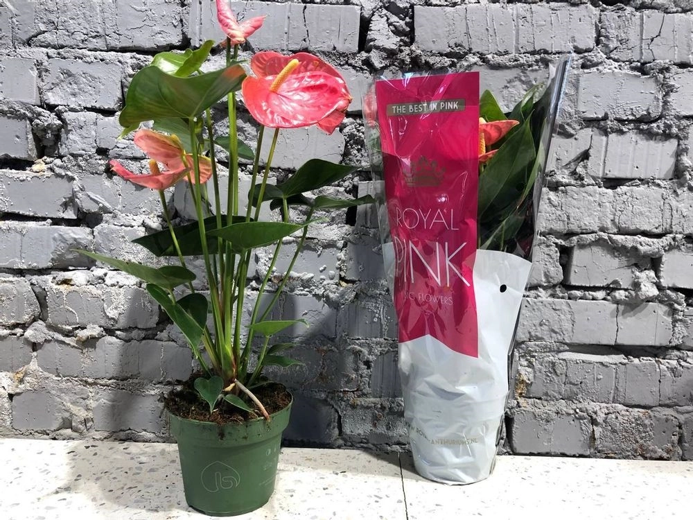 Зображення товару Антуріум Колорадо, артикул: 5830