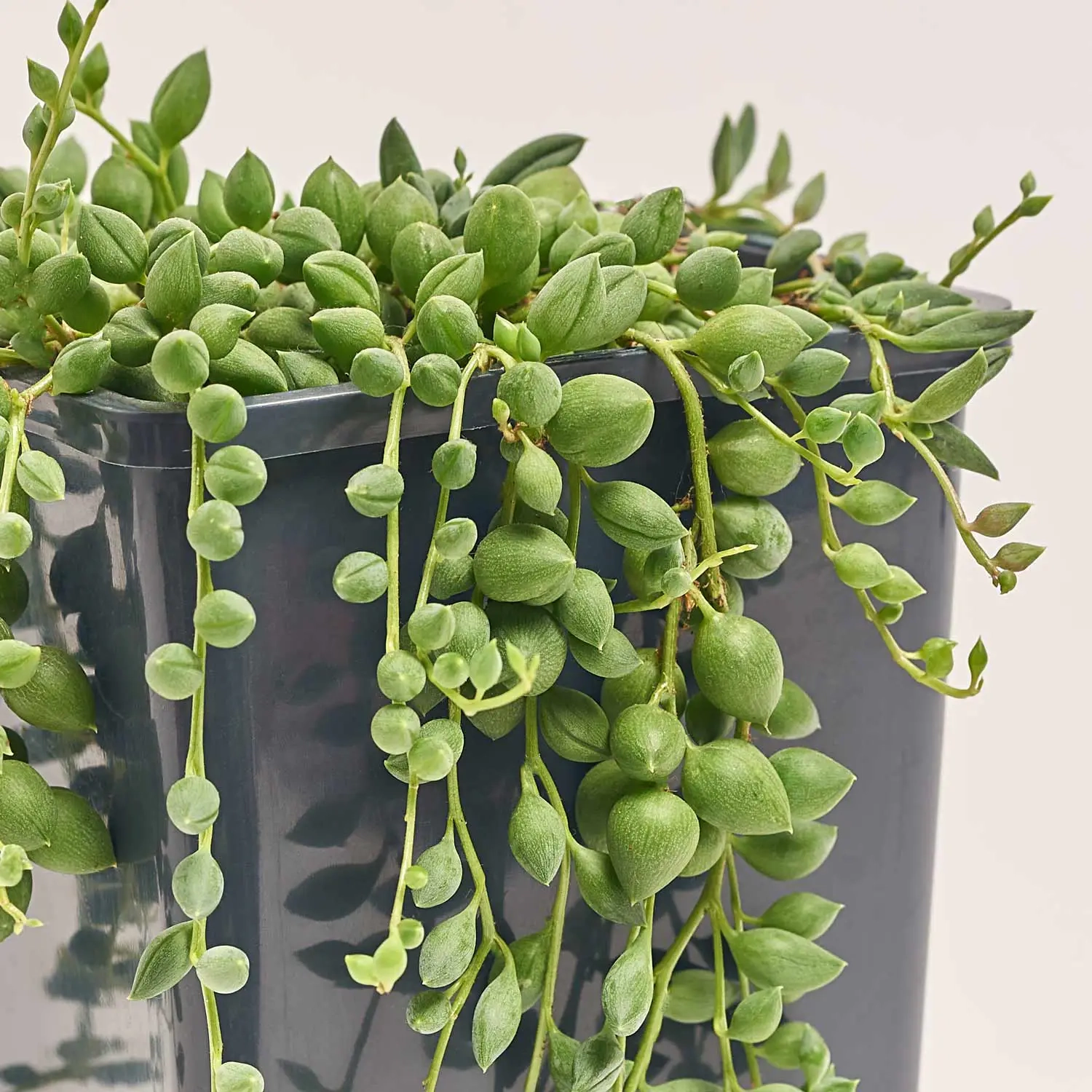 Зображення товару Сенеціо Геррейна, артикул: 52418