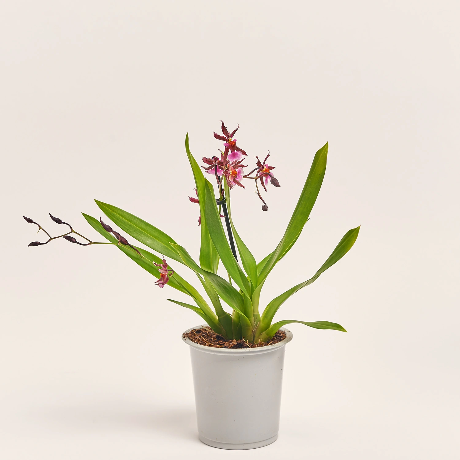 Камбрія мікс 2ст., артикул: 52502 Зображення товару Камбрія мікс 2ст., артикул: 52502