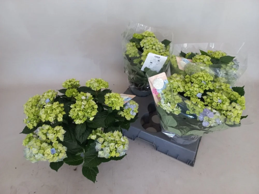 Гортензія блакитна 12ст., артикул: 56993 Зображення товару Гортензія блакитна 12ст., артикул: 56993