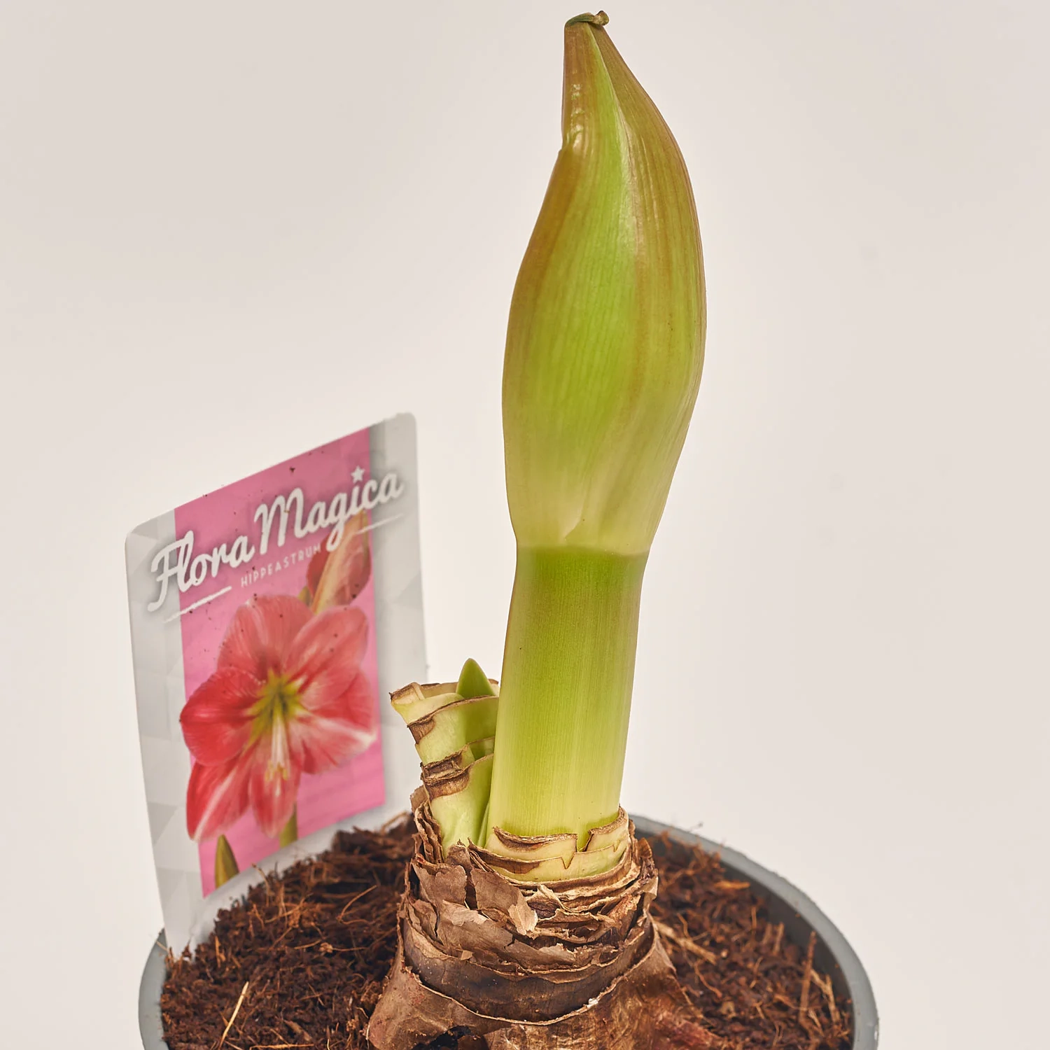 Амариліс мікс, артикул: 44283 Зображення товару Амариліс мікс, артикул: 44283