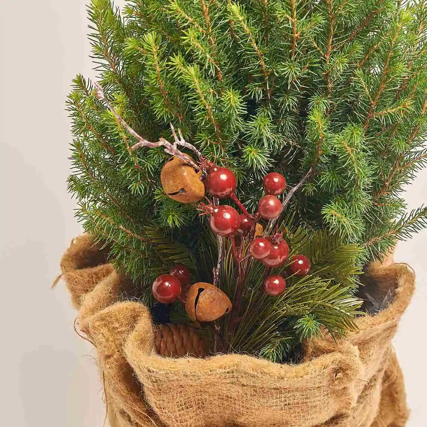 Ялина Магніфік у мішку, артикул: 53459 Зображення товару Ялина Магніфік у мішку, артикул: 53459