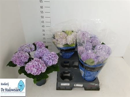 Зображення товару Гортензія бузкова 6ст., артикул: 27043