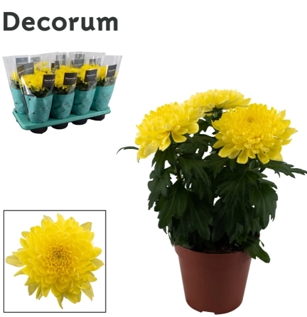 Хризантема Зембла Decorum, артикул: 46356 Зображення товару Хризантема Зембла Decorum, артикул: 46356