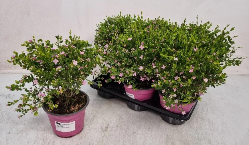 Зображення товару Боронія Кренулата, артикул: 56680