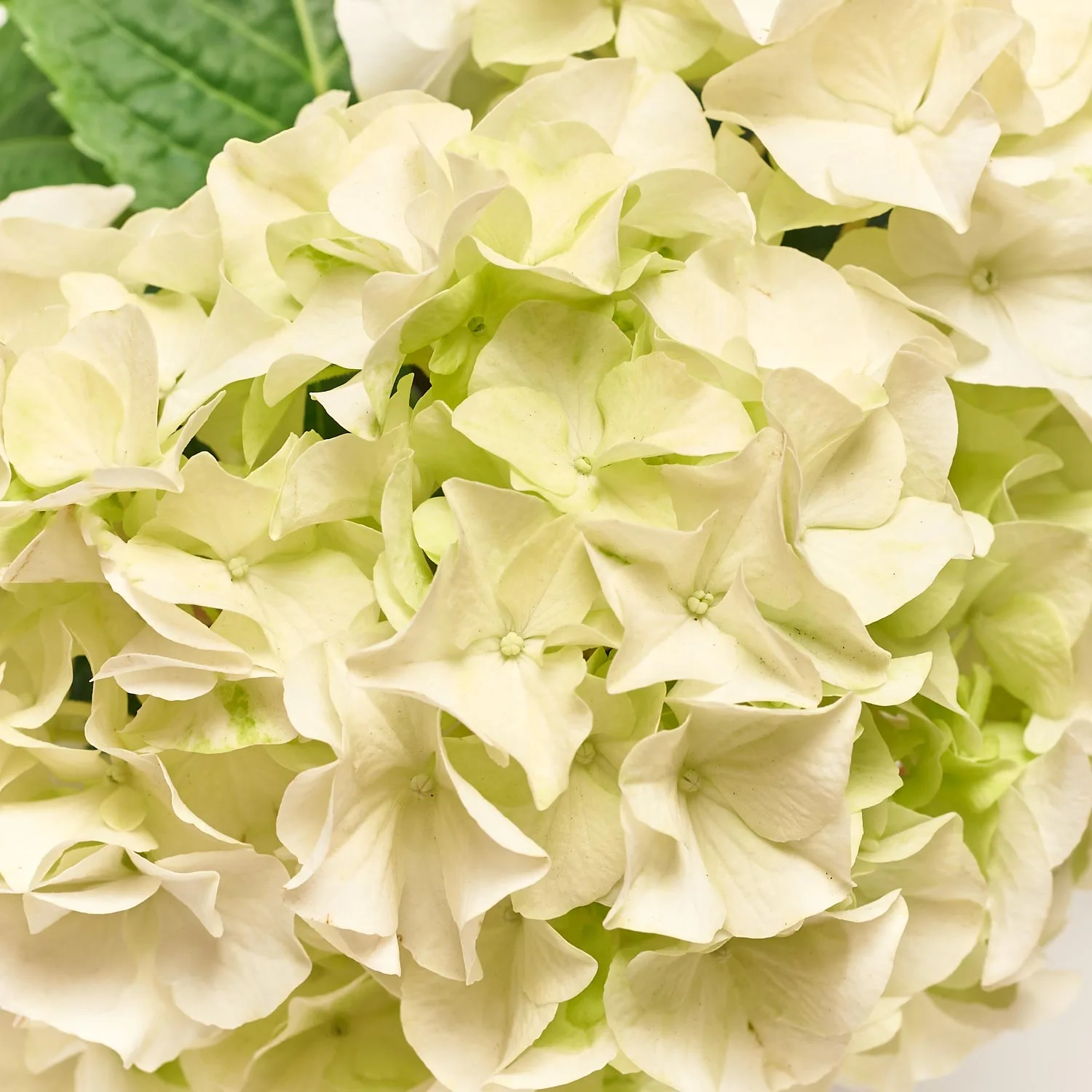 Зображення товару Гортензія мікс 3ст., артикул: 7781