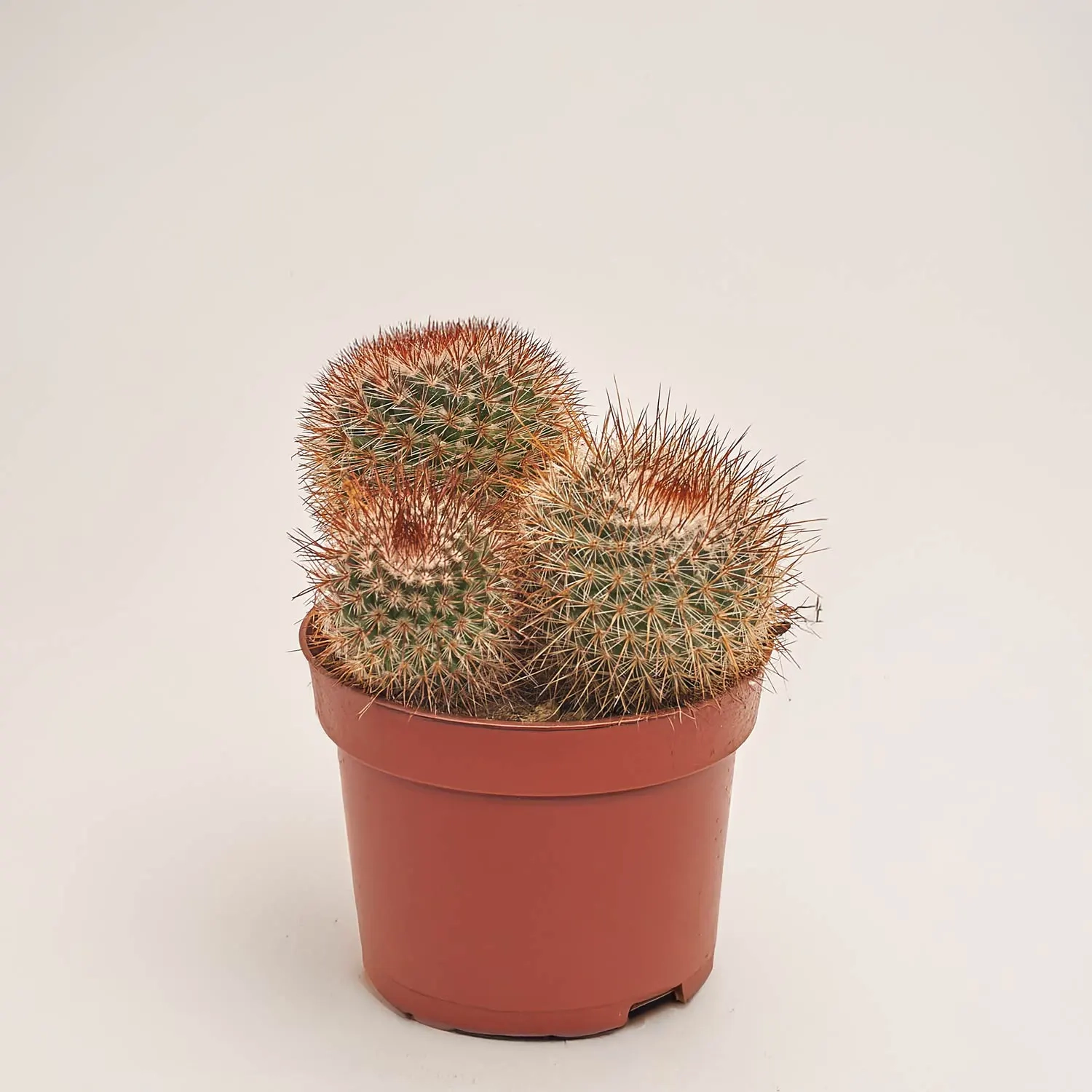 Зображення товару Кактус мікс, артикул: 46255