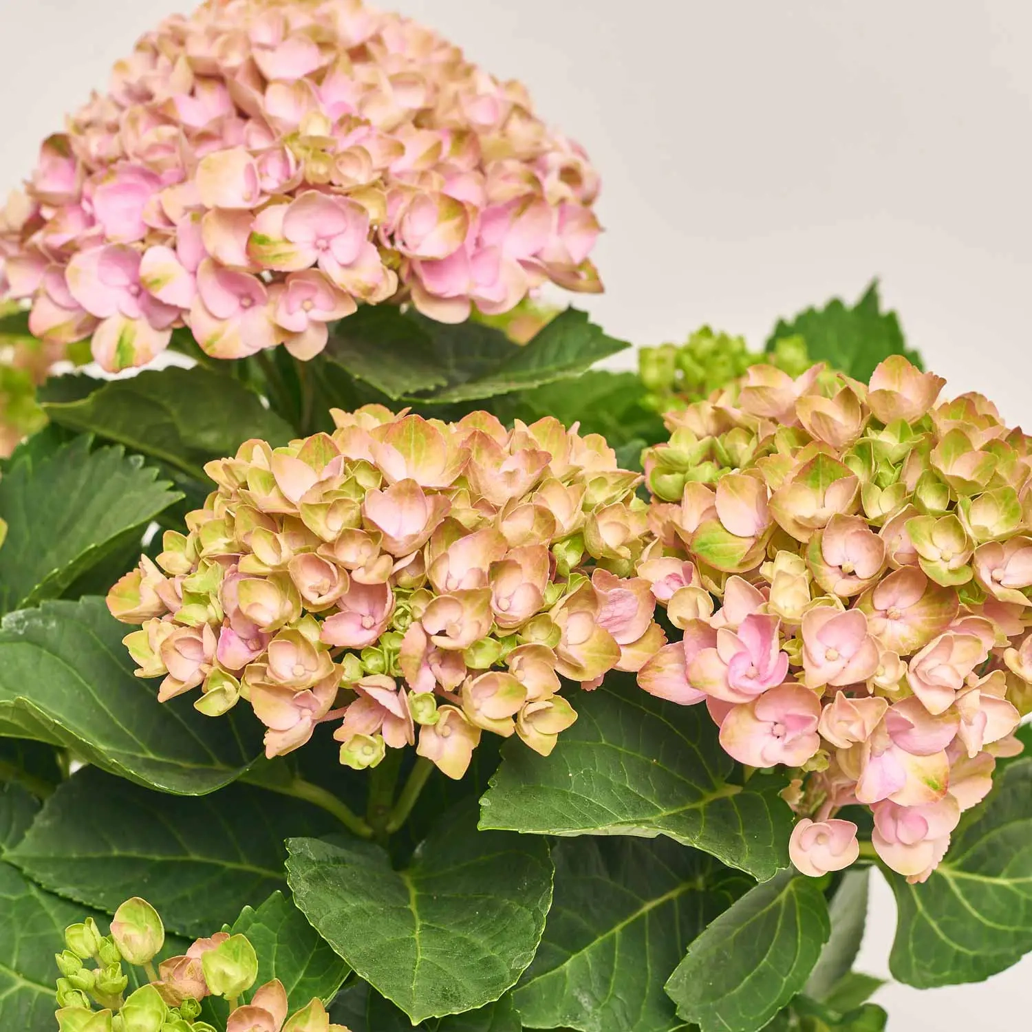 Зображення товару Гортензія Революшн рожева 5ст., артикул: 29221