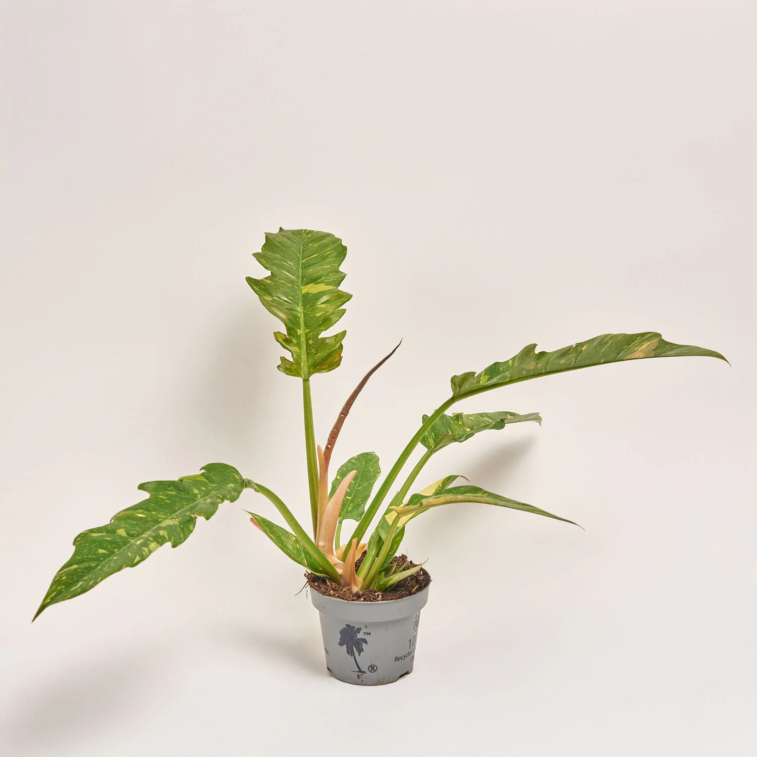 Філодендрон Рінг Фаєр, артикул: 52071 Зображення товару Філодендрон Рінг Фаєр, артикул: 52071