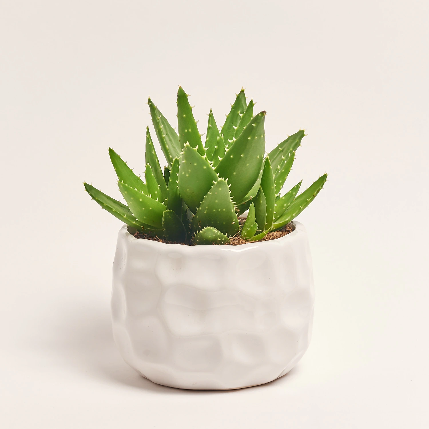 Зображення товару Сукулент мікс, артикул: 5756