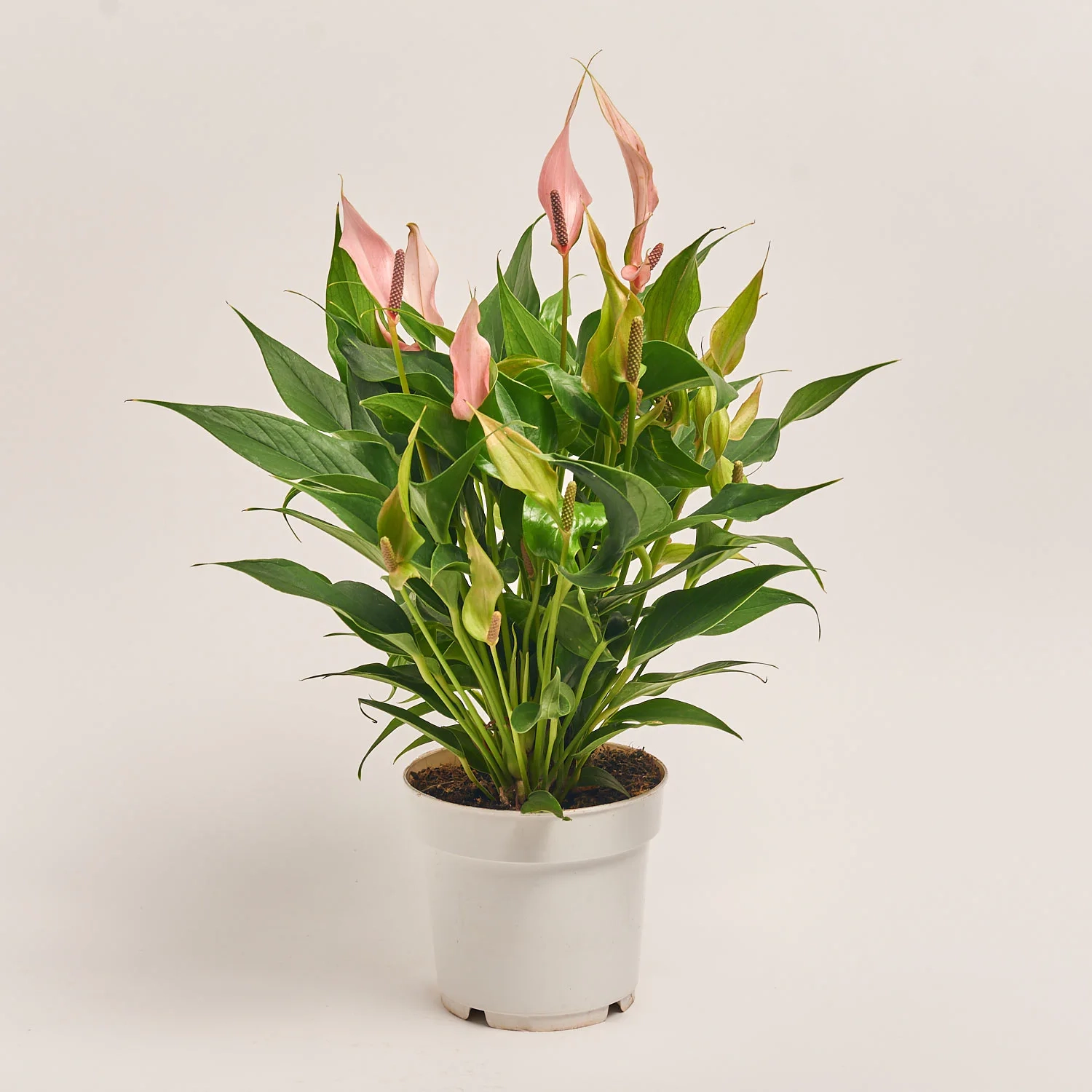 Зображення товару Антуріум Лілі, артикул: 55682