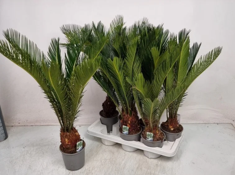 Цикас Революта, артикул: 55891 Зображення товару Цикас Революта, артикул: 55891