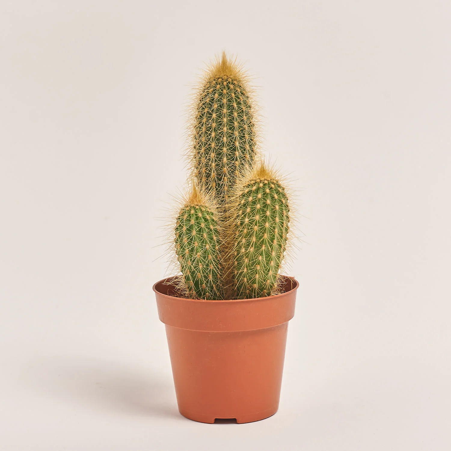 Зображення товару Кактус "Zuil" мікс, артикул: 54999