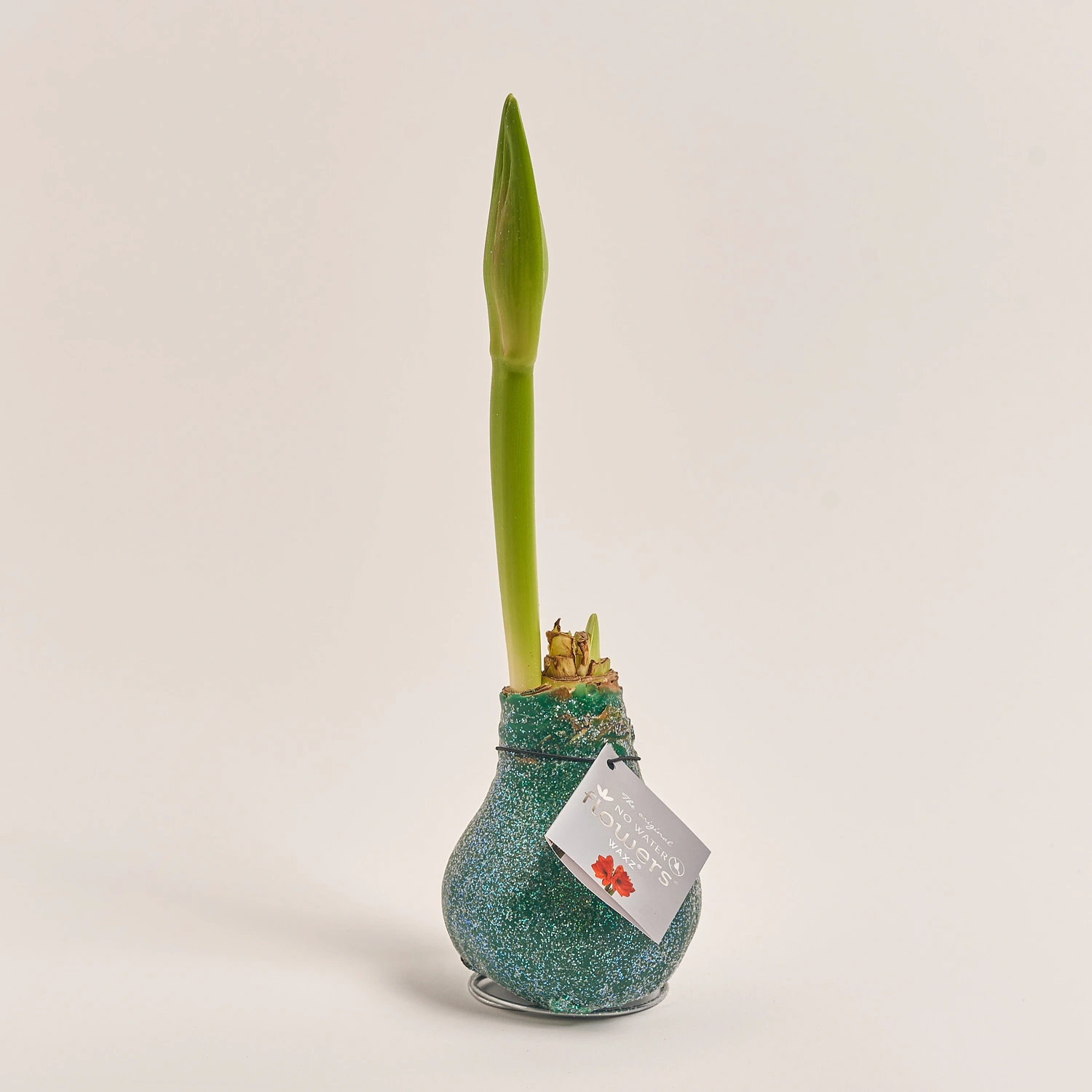 Зображення товару Амариліс мікс у воску, артикул: 54508